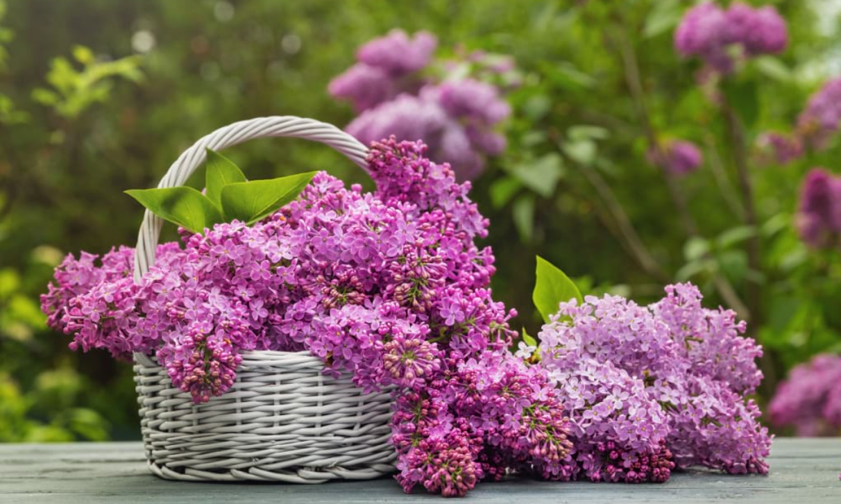 Proprietățile terapeutice ale florilor de liliac pentru mai multe ...